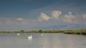 Erythrorhynchos: American White Pelican