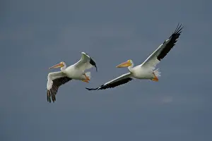 Erythrorhynchos: American White Pelican
