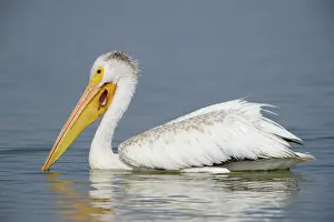 Wounded: American White Pelican