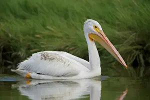 Erythrorhynchos: American White Pelican