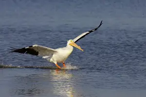 Erythrorhynchos: American White Pelican - coming in to land