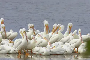 Ding: American White Pelican - Ding Darling
