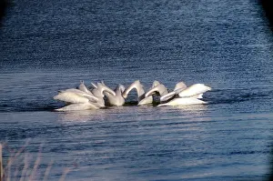 Erythrorhynchos: American White Pelican - feeding together