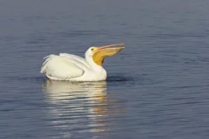 Erythrorhynchos: American White Pelican - fishing