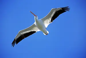 Erythrorhynchos: American White PELICAN - in flight