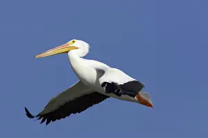 Erythrorhynchos: American White Pelican - in flight