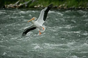 Immense: American White Pelican - in flight over river rapids
