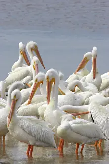 Erythrorhynchos: American White Pelican - group