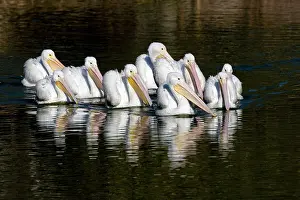 Erythrorhynchos: American White Pelican - group in water - nonbreeding