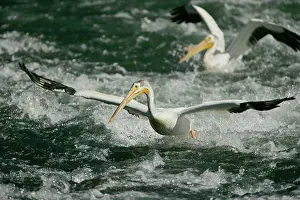 Immense: American White Pelican - landing in river rapids