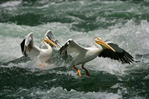 Erythrorhynchos: American White Pelican - landing in river rapids
