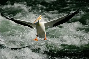 Immense: American White Pelican - landing in river rapids