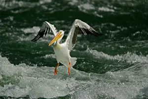 Erythrorhynchos: American White Pelican - landing in river rapids