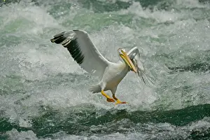 Erythrorhynchos: American White Pelican - landing in river rapids