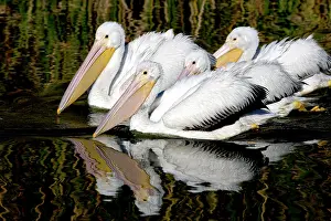 Erythrorhynchos: American White Pelican - nonbreeding plumage -