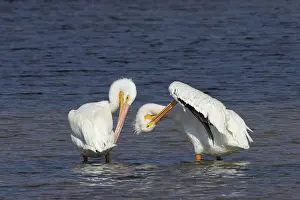 Erythrorhynchos: American White Pelican - pair, preening