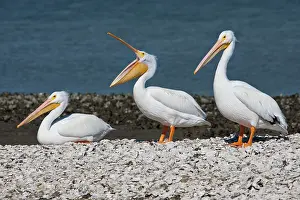 Erythrorhynchos: American White Pelican (Pelecanus erythrorhynchos)