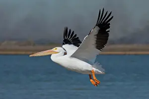 Erythrorhynchos: American White Pelican (Pelecanus erythrorhynchos)