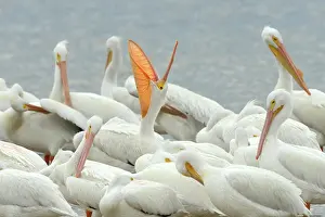 Sanibel: American White Pelican (Pelecanus erythrorhynchos) yawning w