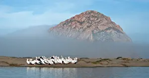 Erythrorhynchos: American White Pelicans
