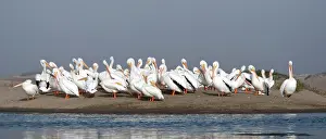 Erythrorhynchos: American White Pelicans