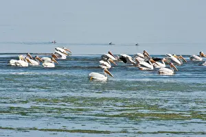 Erythrorhynchos: American White Pelicans