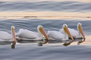 Erythrorhynchos: American White Pelicans - feeding collectively at sunset