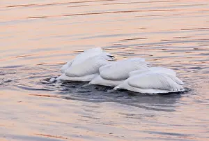 Erythrorhynchos: American White Pelicans - feeding collectively at sunset