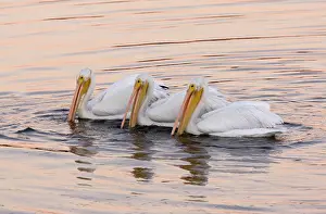 Erythrorhynchos: American White Pelicans - feeding collectively at sunset