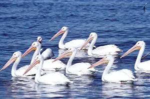 Maureen Brown: American White Pelicans - group on water