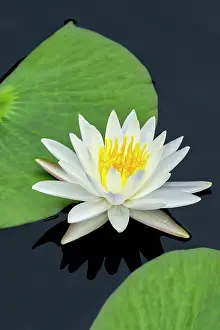 Engelbrecht: American white water lily