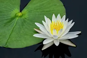 Engelbrecht: American white water lily