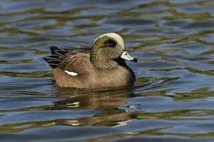 Wigeon: American Widgeon