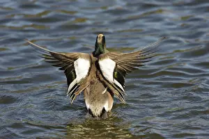 Wigeon: American Widgeon