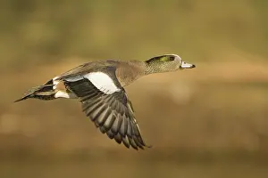 Wigeon: American Widgeon