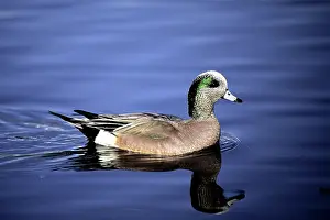 Wigeon: American Widgeon