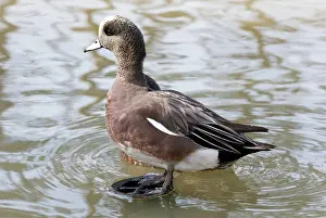 Wigeon: American Widgeon male