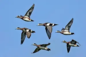 Wigeon: American Widgeon Males flying