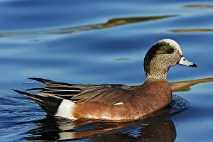 Wigeons: American Wigeon