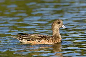Wigeons: American Wigeon