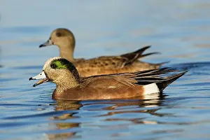 Wigeons: American Wigeon