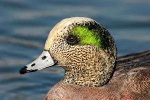 Wigeons: American Wigeon
