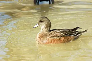 Wigeon: American Wigeon