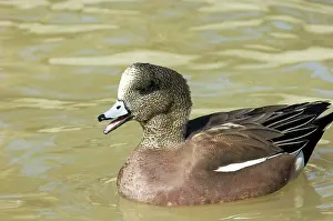 Wigeon: American Wigeon