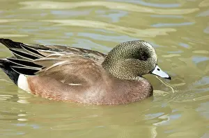 Wigeon: American Wigeon