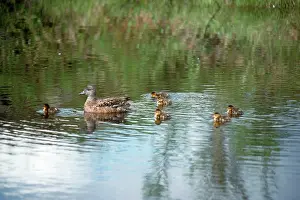 Wigeons: American Wigeon - adult and young