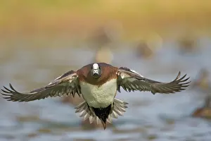 Ditto: American Wigeon (Anas americana) male landing