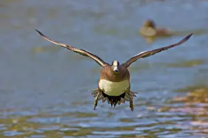 Ditto: American Wigeon (Anas americana) male landing
