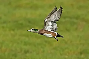 Wigeon: American Wigeon Drake