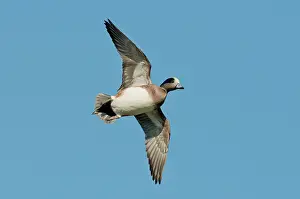 Wigeon: American Wigeon Drake